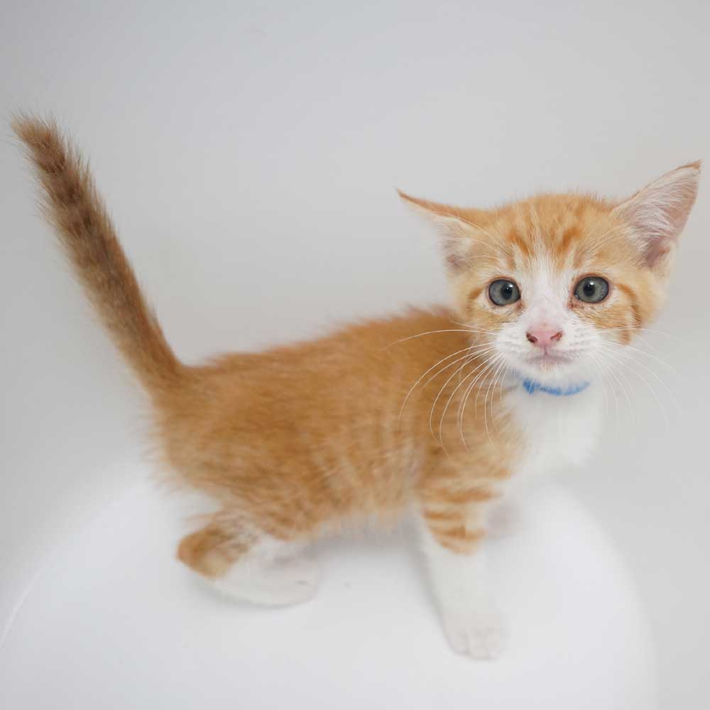 7兄妹の⑤茶白の子猫の男の子