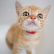 7兄妹の⑥茶白の子猫の女の子（首輪赤）