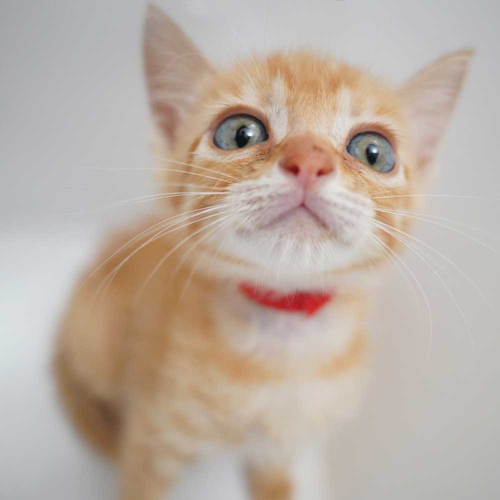 7兄妹の⑥茶白の子猫の女の子（首輪赤）