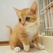 7兄妹の⑦茶白の子猫の女の子（首輪黃）