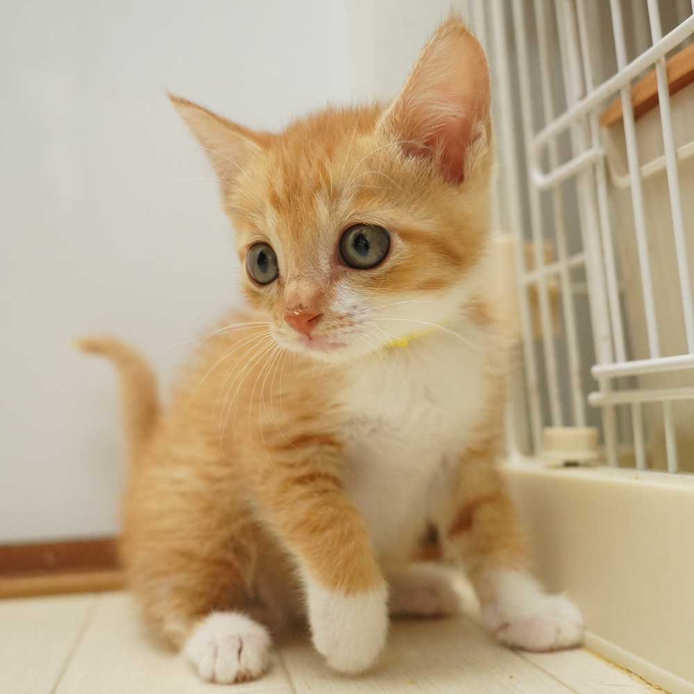 7兄妹の⑦茶白の子猫の女の子（首輪黃）