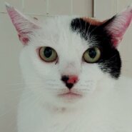 麗しの美三毛猫♥女王気質のあのちゃん