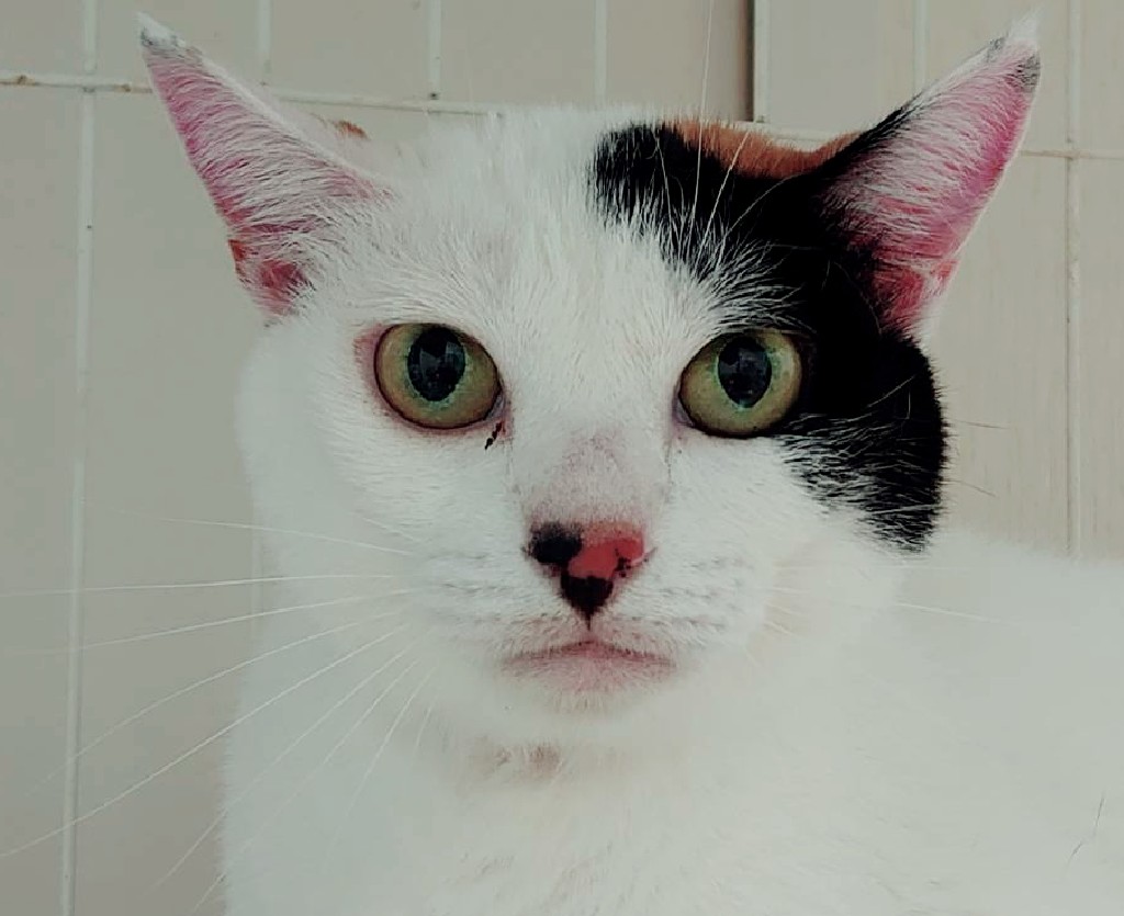 麗しの美三毛猫♥女王気質のあのちゃん