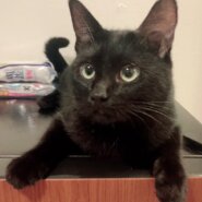 全部抱きしめて❣人間大好き♥黒猫★剛くん