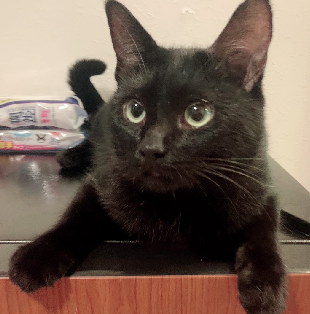 全部抱きしめて❣人間大好き♥黒猫★剛くん