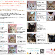 BRANCHE　甘ったれ子猫の譲渡会❤