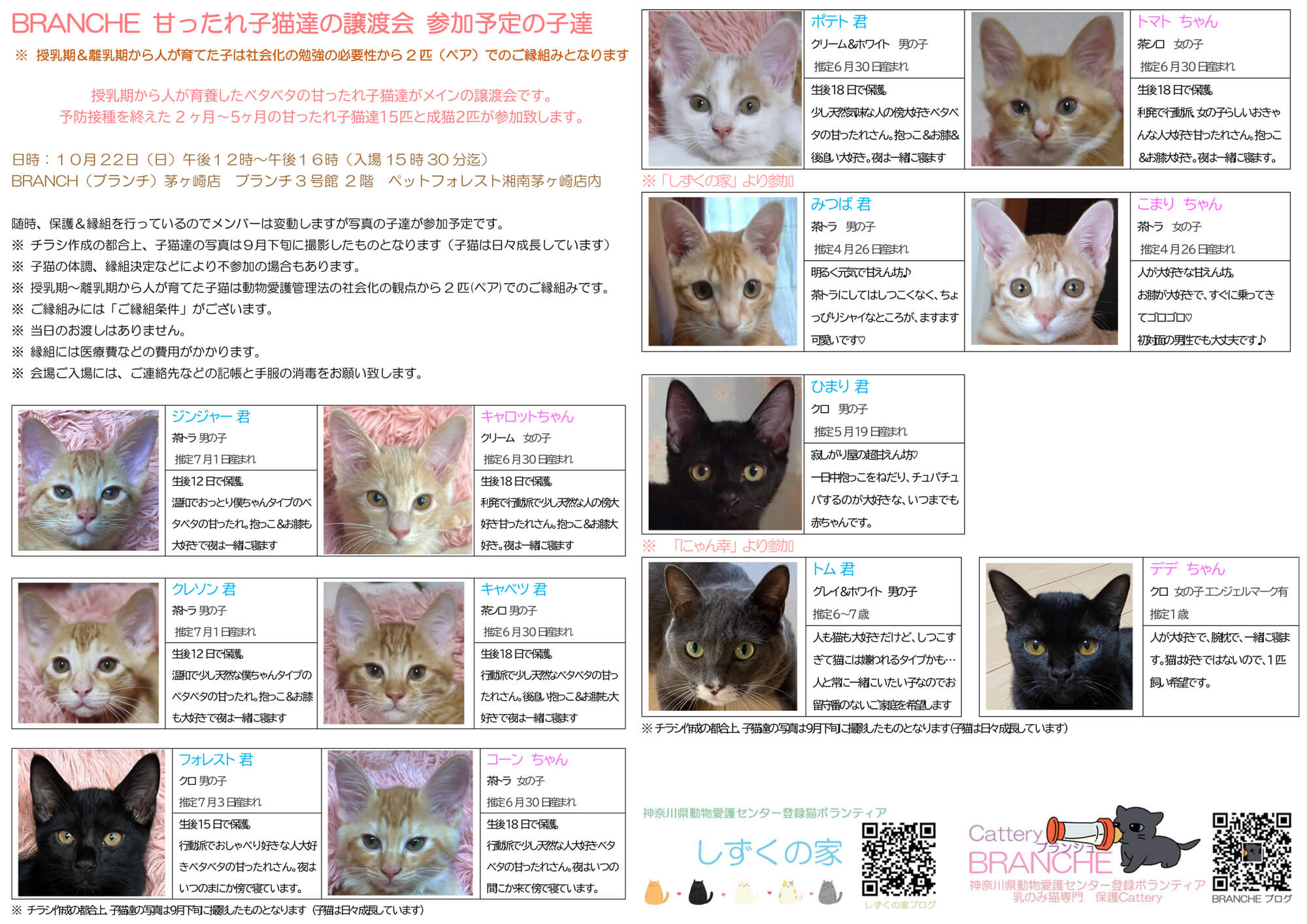 BRANCHE　甘ったれ子猫の譲渡会❤
