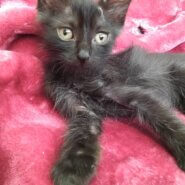 生きようと頑張ってます優しい家族のお迎え待ってます