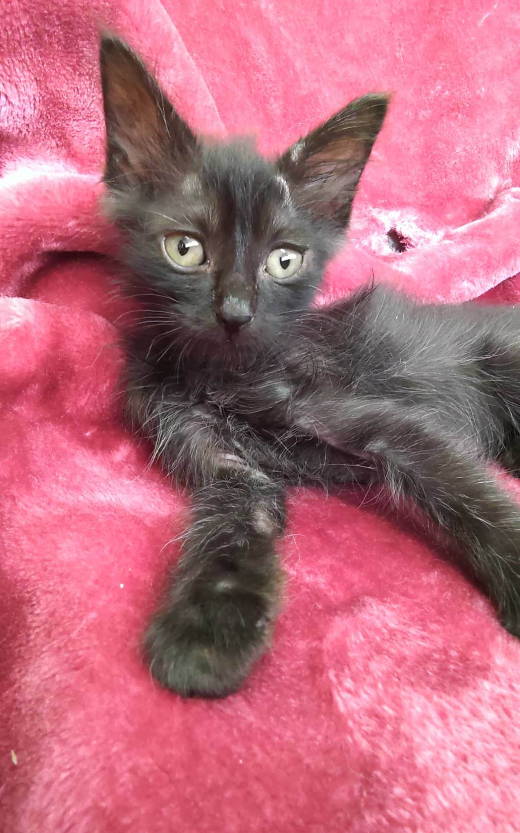 生きようと頑張ってます優しい家族のお迎え待ってます