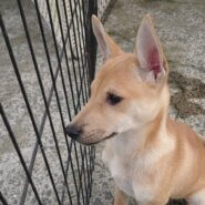 香川県【保健所レスキュー】小柄なピスタチオくん