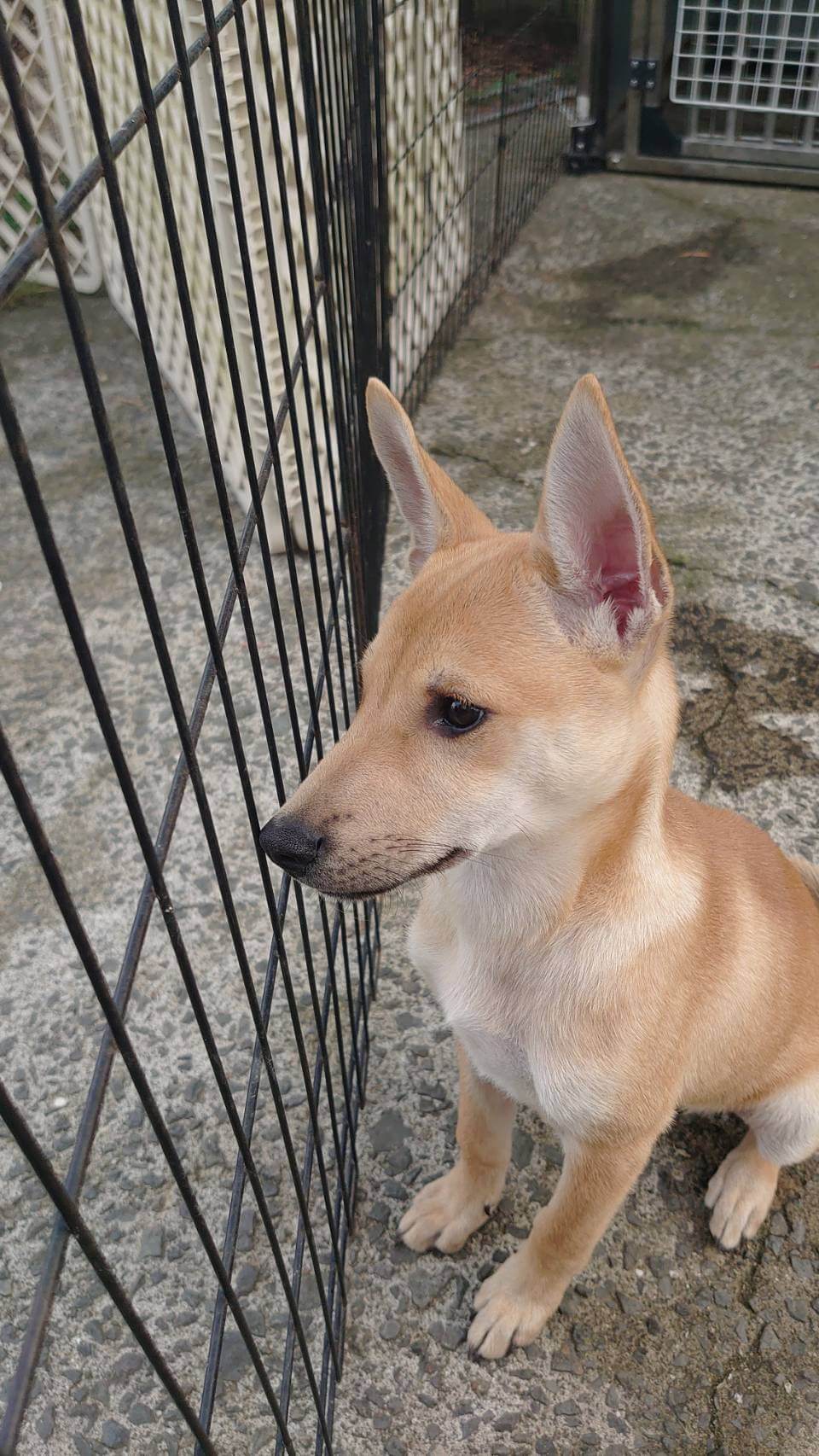 香川県【保健所レスキュー】小柄なピスタチオくん