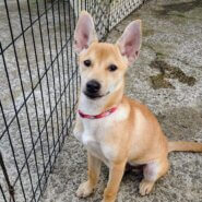 香川県【保健所レスキュー】小柄なピーカンくん