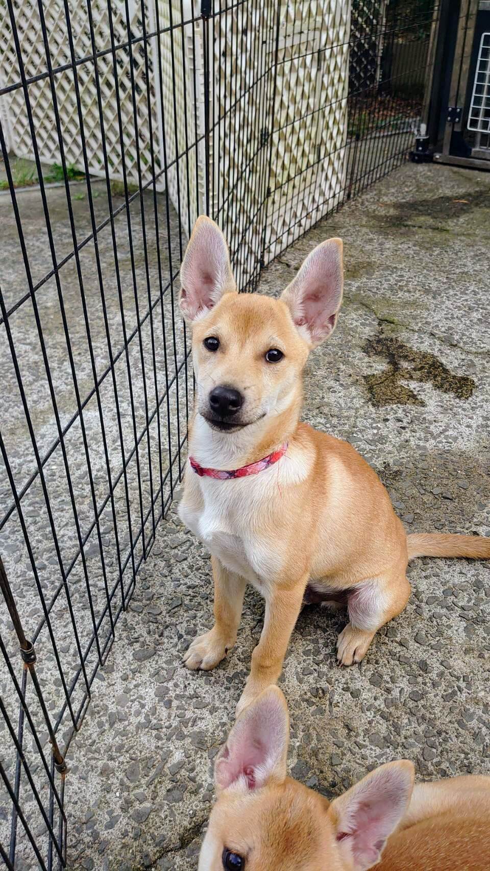 香川県【保健所レスキュー】小柄なピーカンくん