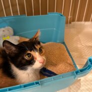 三毛猫ちゃんの女の子里親募集