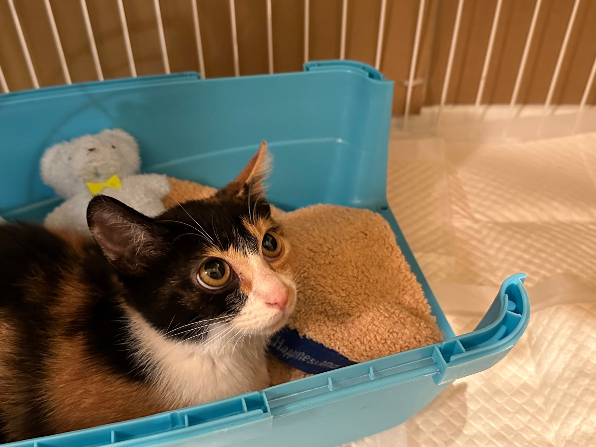 三毛猫ちゃんの女の子里親募集