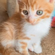 生後１ヶ月の子猫（茶トラの男の子）