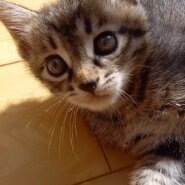 生後1ヶ月の子猫（クロトラの男の子）