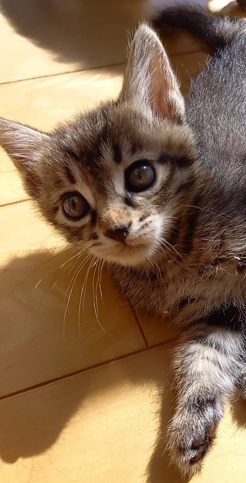 生後1ヶ月の子猫（クロトラの男の子）