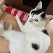 甘えん坊な白黒猫くん