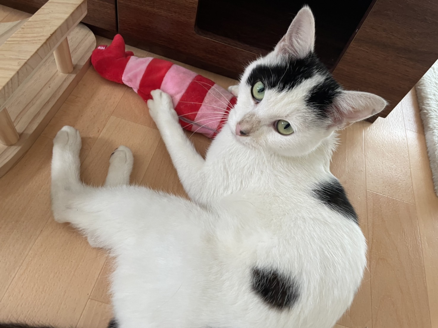 甘えん坊な白黒猫くん