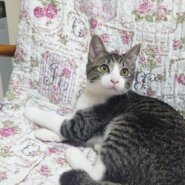 香川県【保健所レスキュー】大きいおめめのマルベリーくん