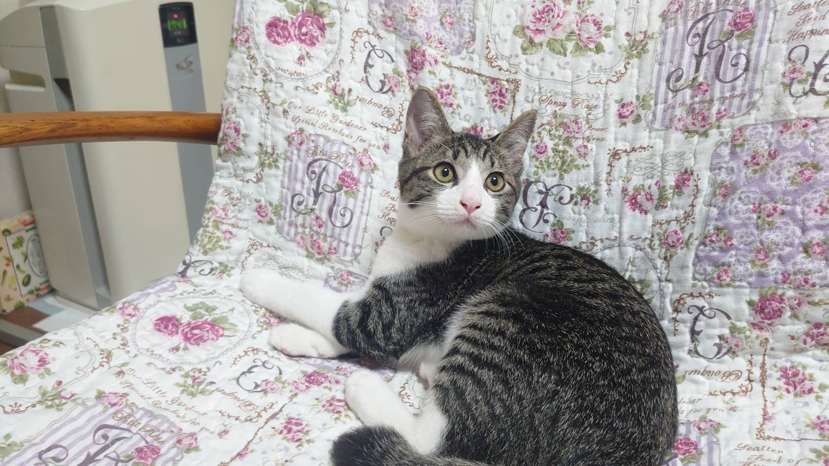 香川県【保健所レスキュー】大きいおめめのマルベリーくん