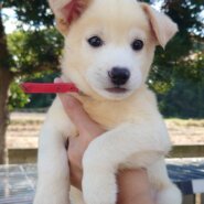 香川県【保健所レスキュー】マイペースなオムレツくん