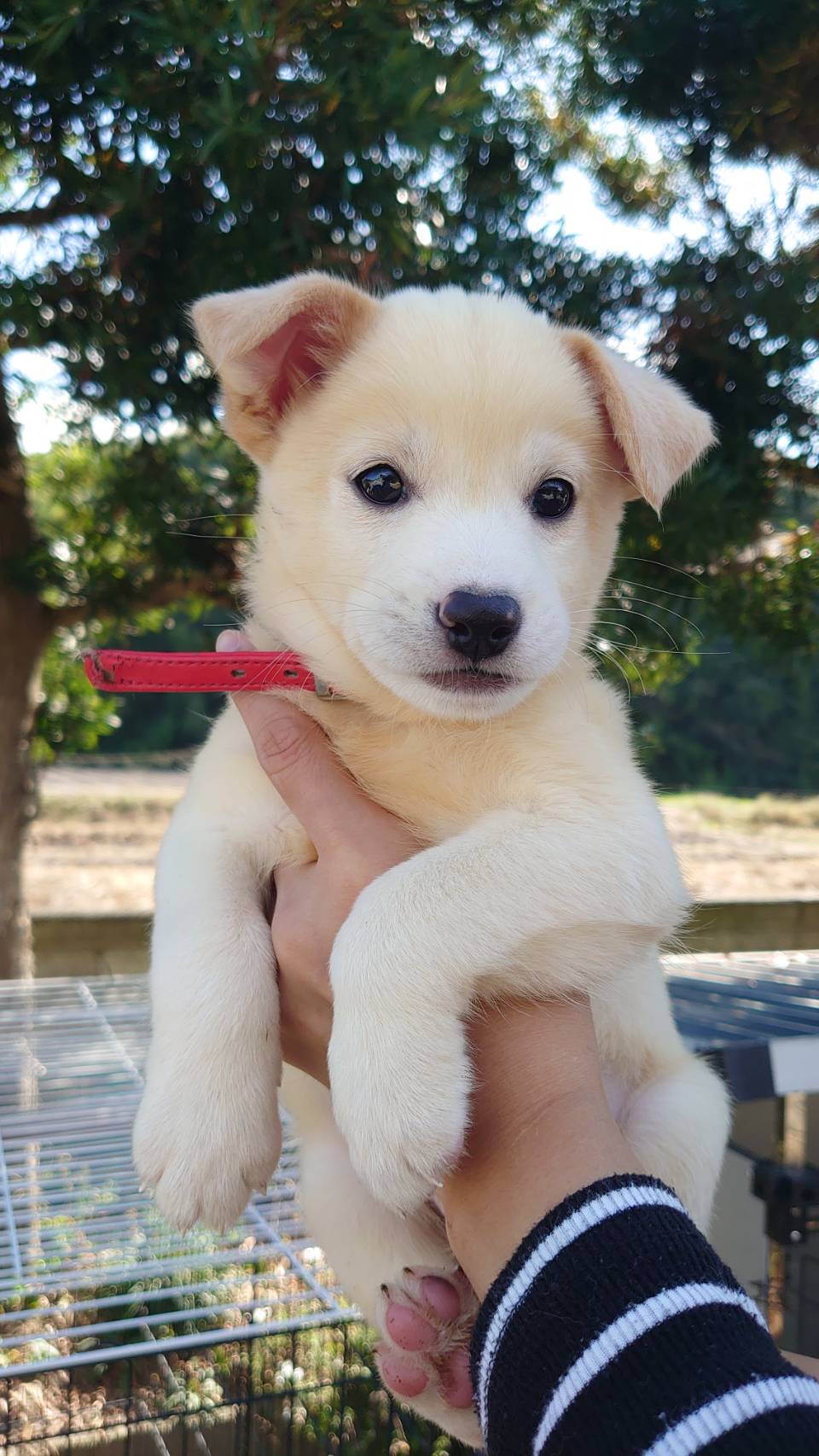 香川県【保健所レスキュー】マイペースなオムレツくん
