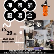 子猫だらけの里親会