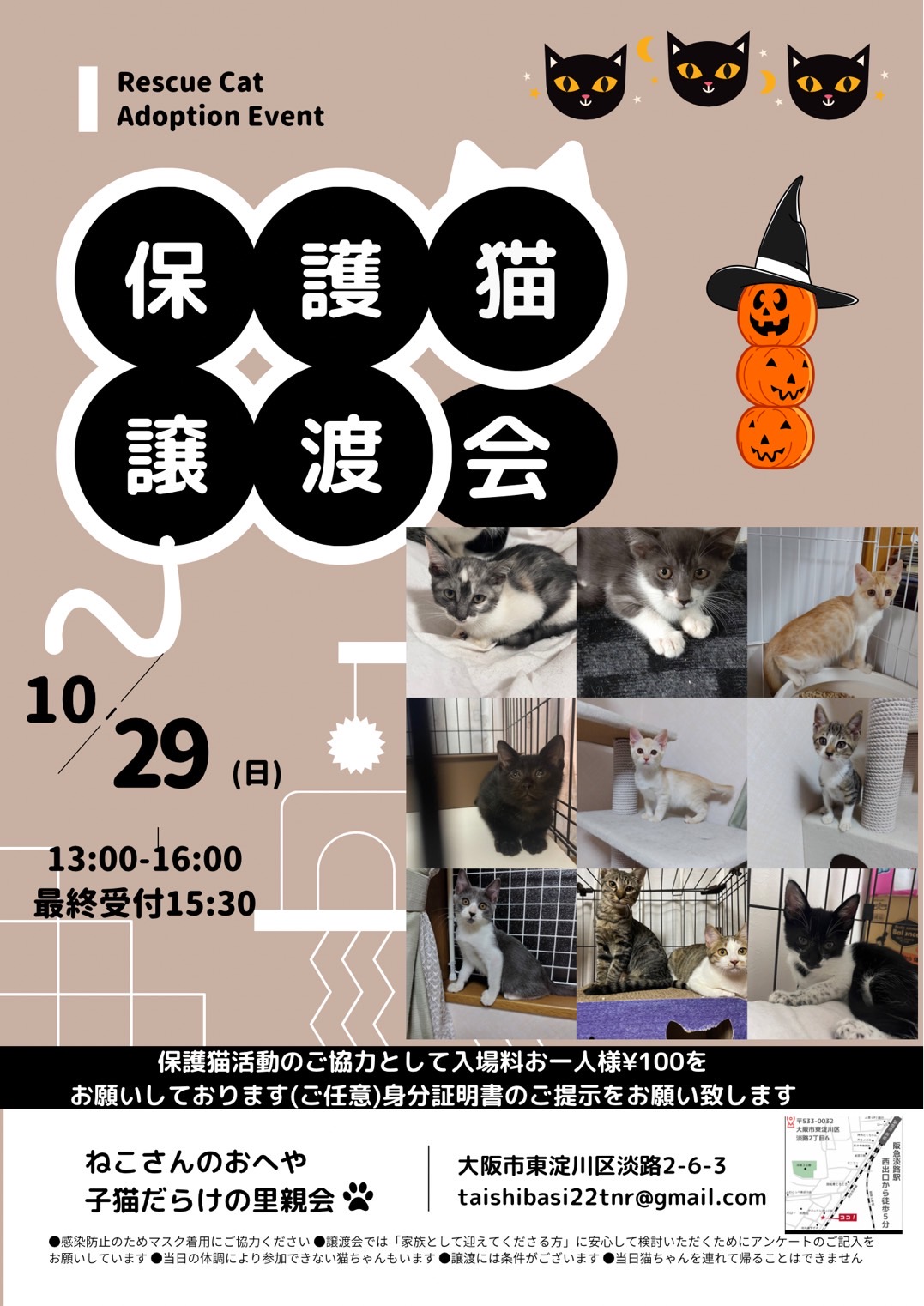 子猫だらけの里親会