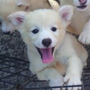 香川県【保健所レスキュー】とてもアクティブなドリアちゃん