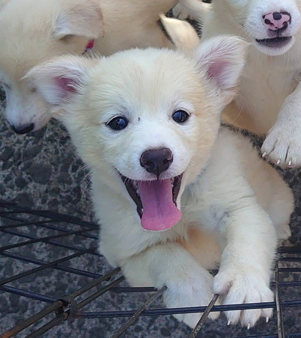 香川県【保健所レスキュー】とてもアクティブなドリアちゃん