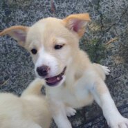 香川県【保健所レスキュー】綺麗な色合いのマリネちゃん