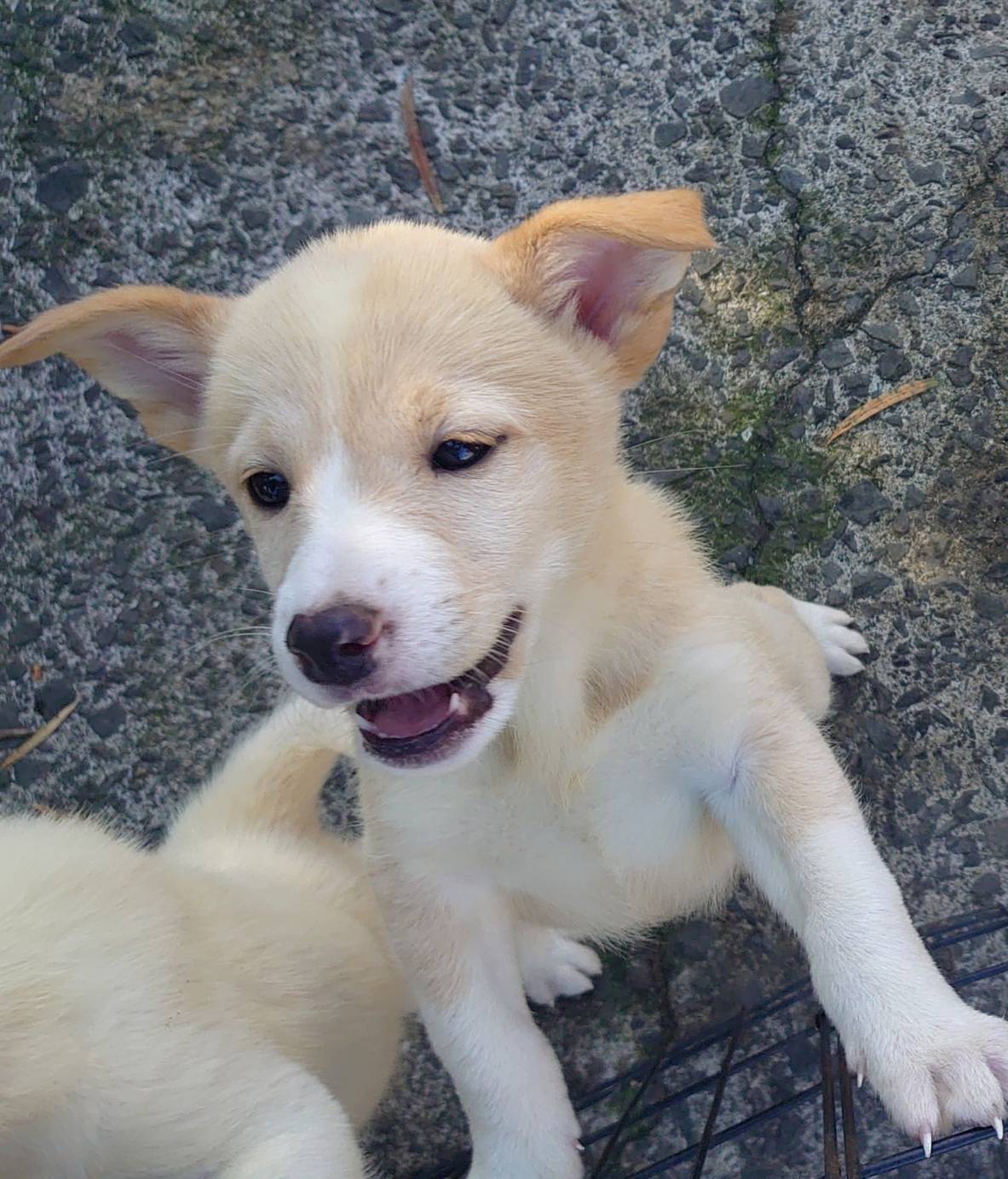 香川県【保健所レスキュー】綺麗な色合いのマリネちゃん