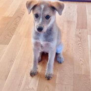 香川県　ちょっとビビりな　ハッシュちゃん