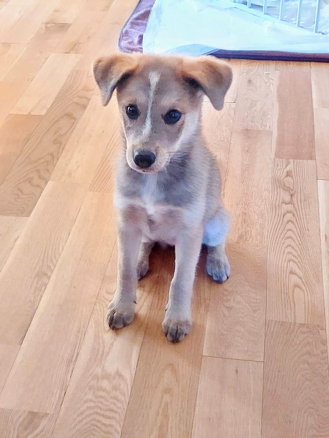 香川県　ちょっとビビりな　ハッシュちゃん