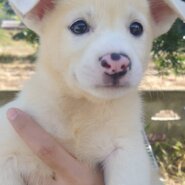 香川県【保健所レスキュー】アクティブなポタージュくん