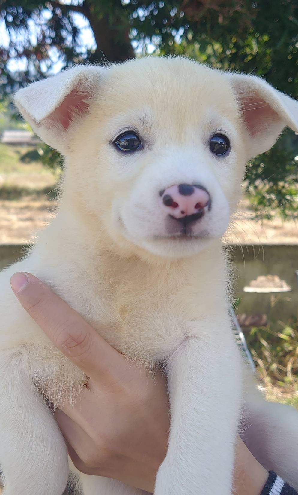 香川県【保健所レスキュー】アクティブなポタージュくん