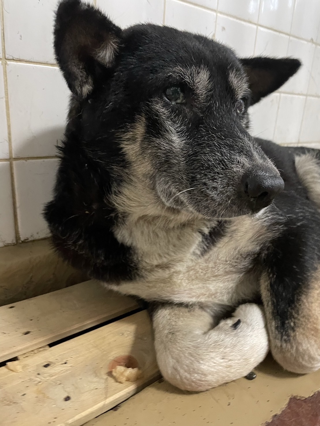 怖くて固まってます　期限あります