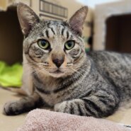 キジトラ　チャチャ