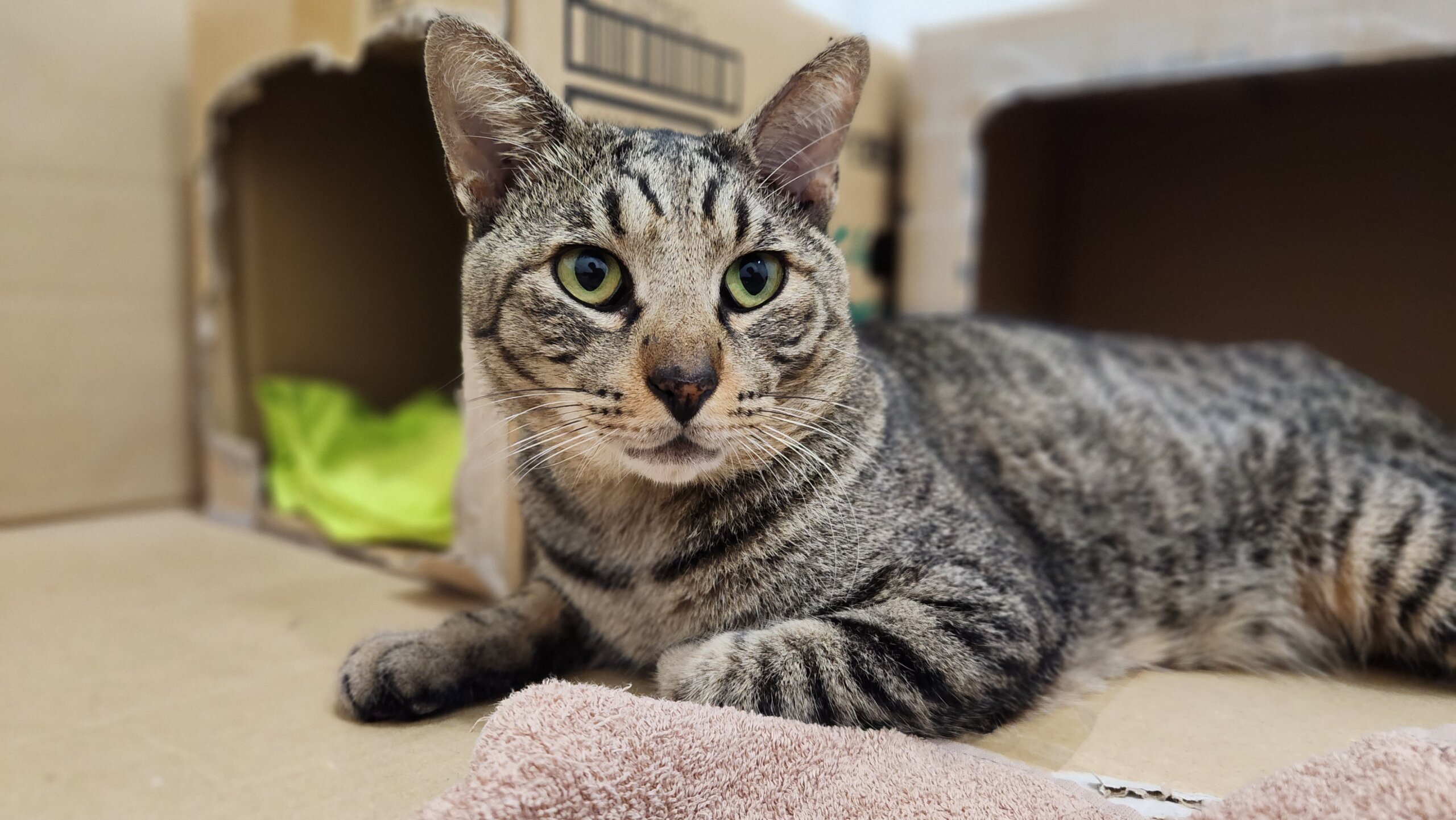 キジトラ　チャチャ