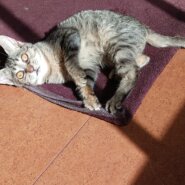 生後４ヶ月前後の子猫　女の子