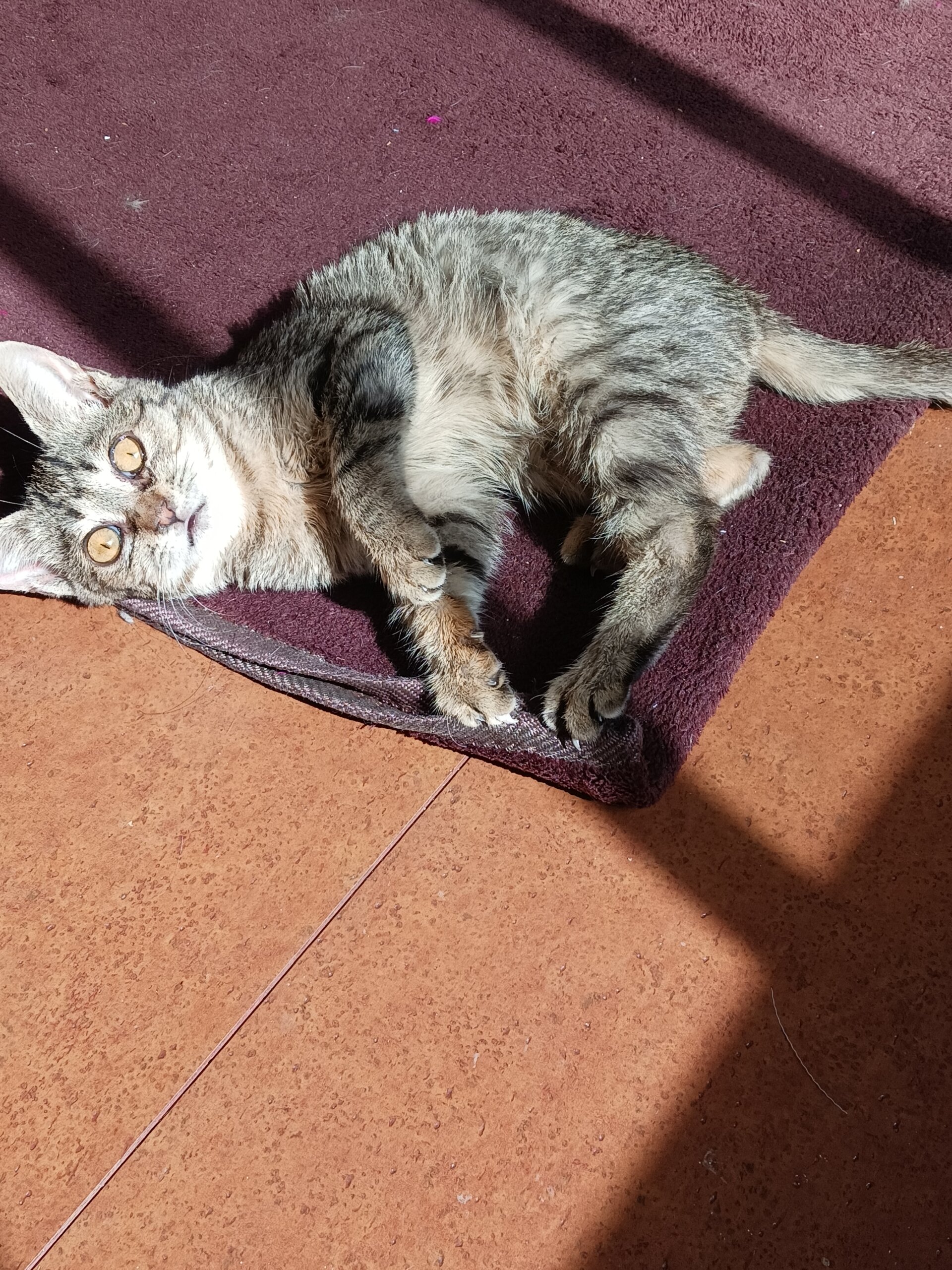 生後４ヶ月前後の子猫　女の子