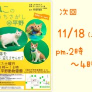 11/18(土) ねこのおうちさがし＠平野