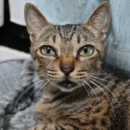 【譲渡決定】マミ：人が大好きな女の子。