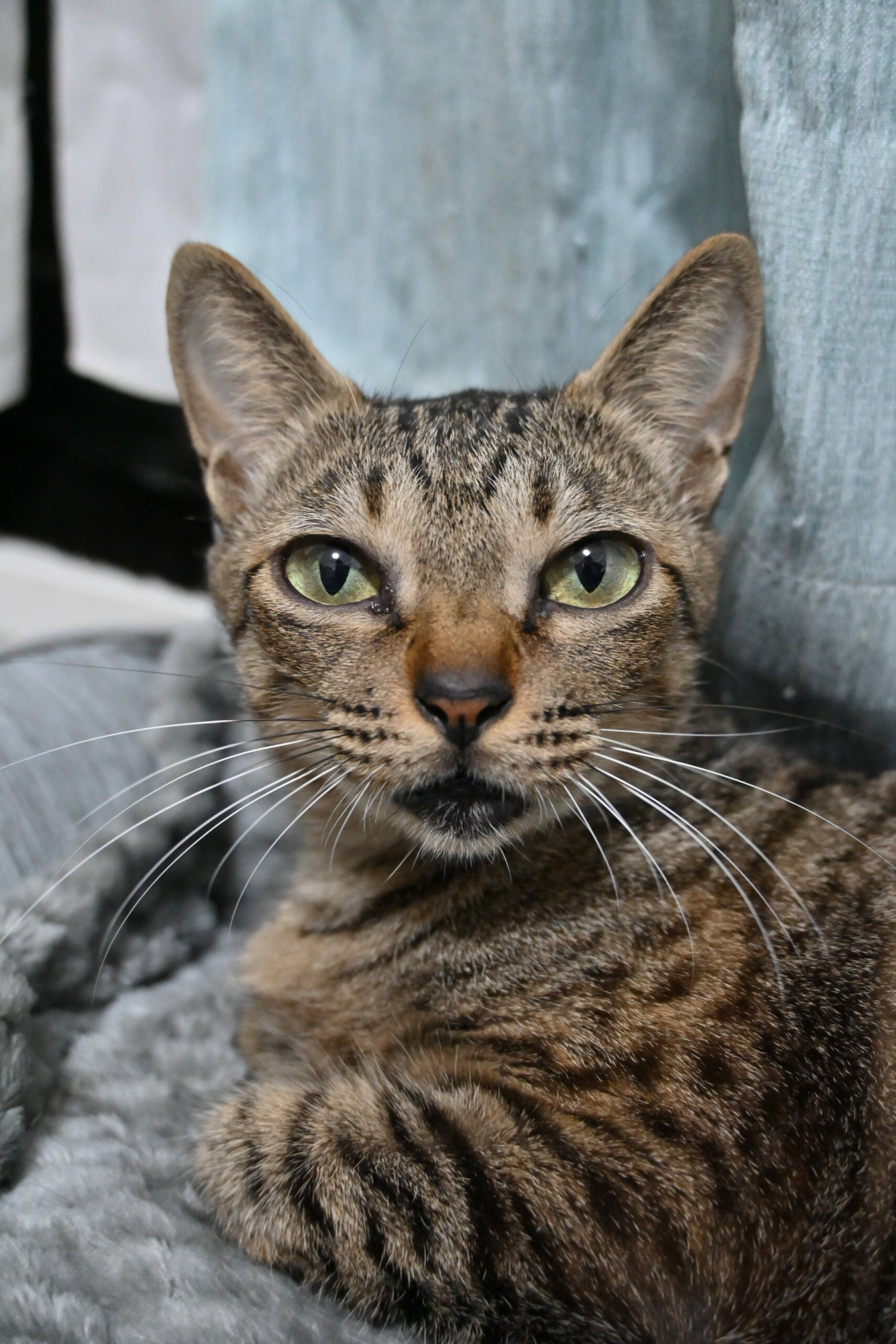 【譲渡決定】マミ：人が大好きな女の子。