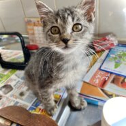 生後２ヶ月　今日も元気に走っています！