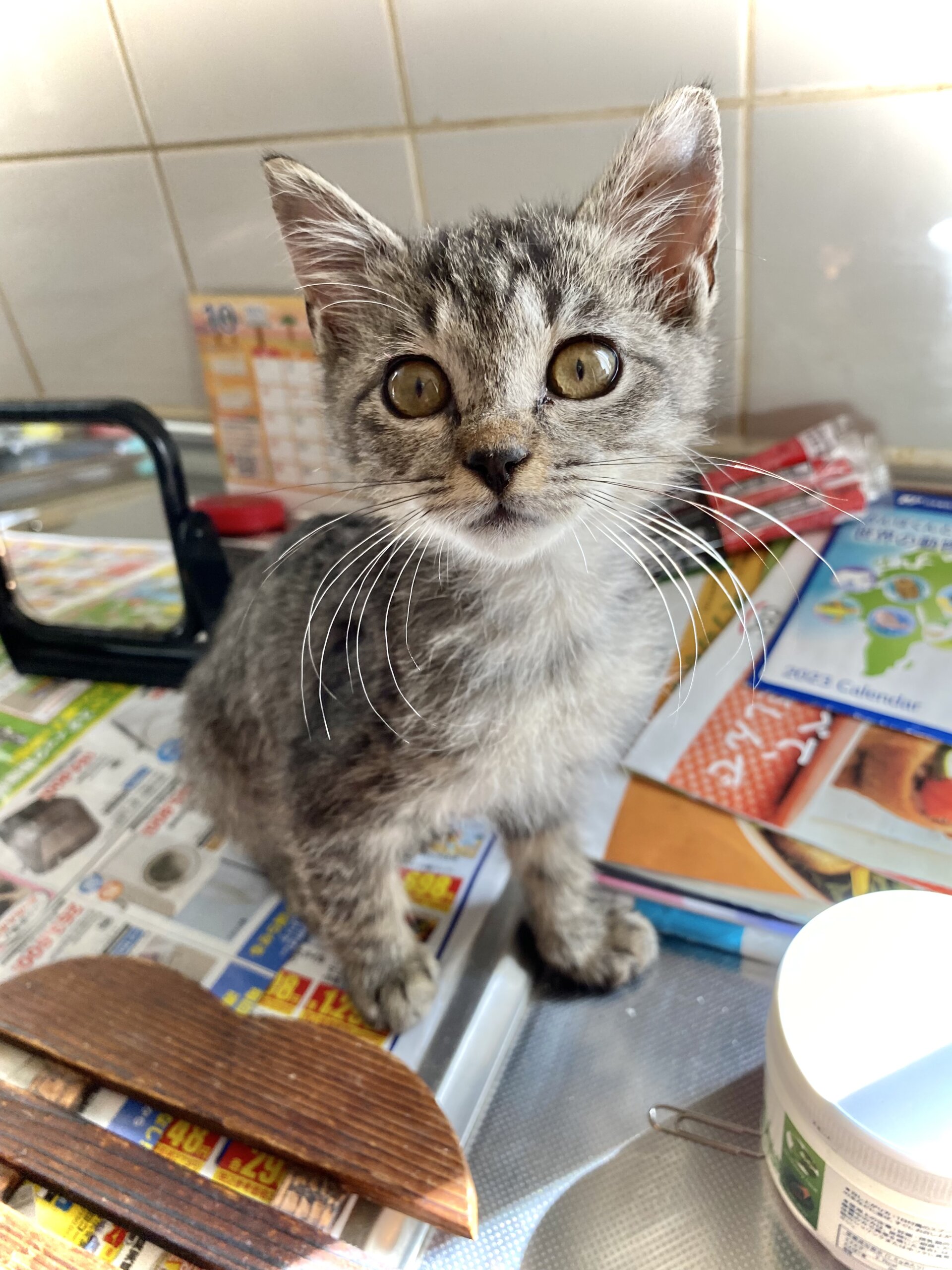 生後２ヶ月　今日も元気に走っています！