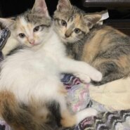 in豊明市☆全部で子猫が60匹～2会場で子猫の大祭！☆2023年11月4日（土）～ 非営利団体「ちーむ にゃいんず」