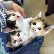 in春日井市☆全部で子猫が60匹～2日間連日の子猫大祭！☆2023年11月3日（金）～ 非営利団体「ちーむ にゃいんず」